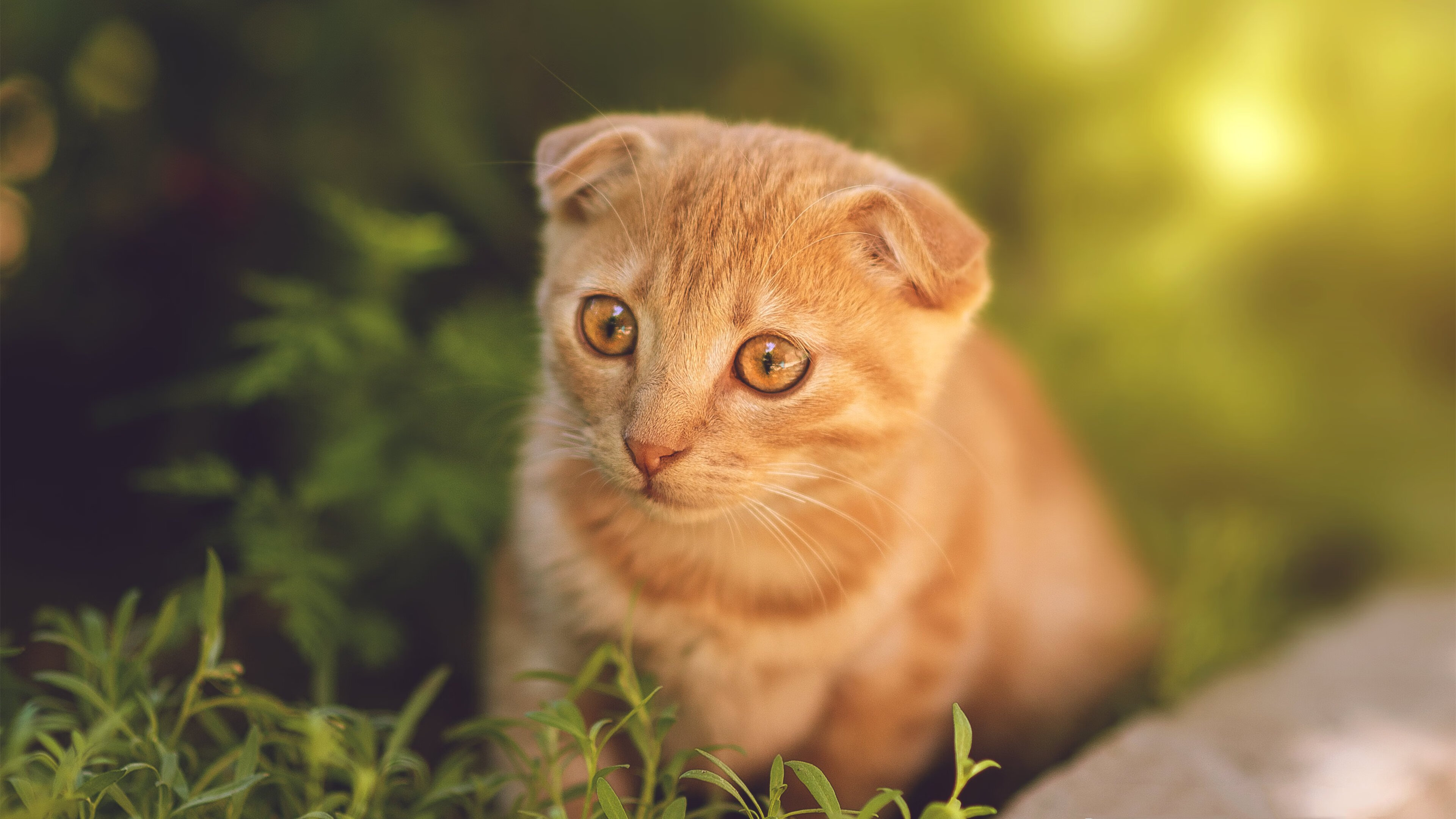 德甲球场周边经济贡献评估与城市联动价值，德甲各俱乐部主场球场